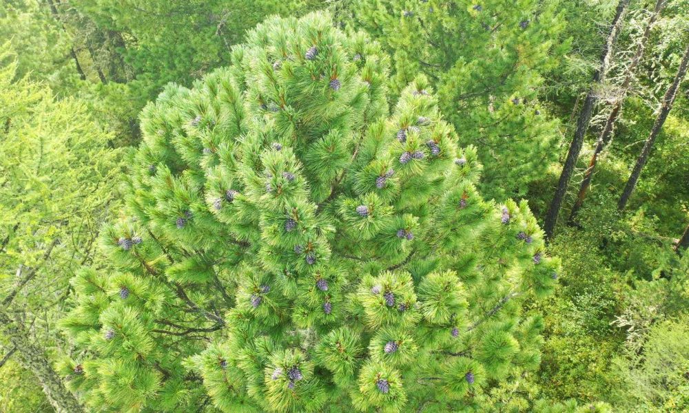 🌳Хөвсгөл аймгийн Жаргалант сум 1-р баг Мухар хэмээх газарт ойн хөнөөлт шавжтай агаарын хөлөг ашиглан авиа микробиологийн аргаар тэмцлийн ажил хийгдсэн. Уг ажлын өмнөх болоод тэмцлийн ажил хийгдэж буй үе, тэмцлийн ажлын дараах дахин сэргэсэн байдлыг харьцуулсан фото зургаар хүргэж байна.